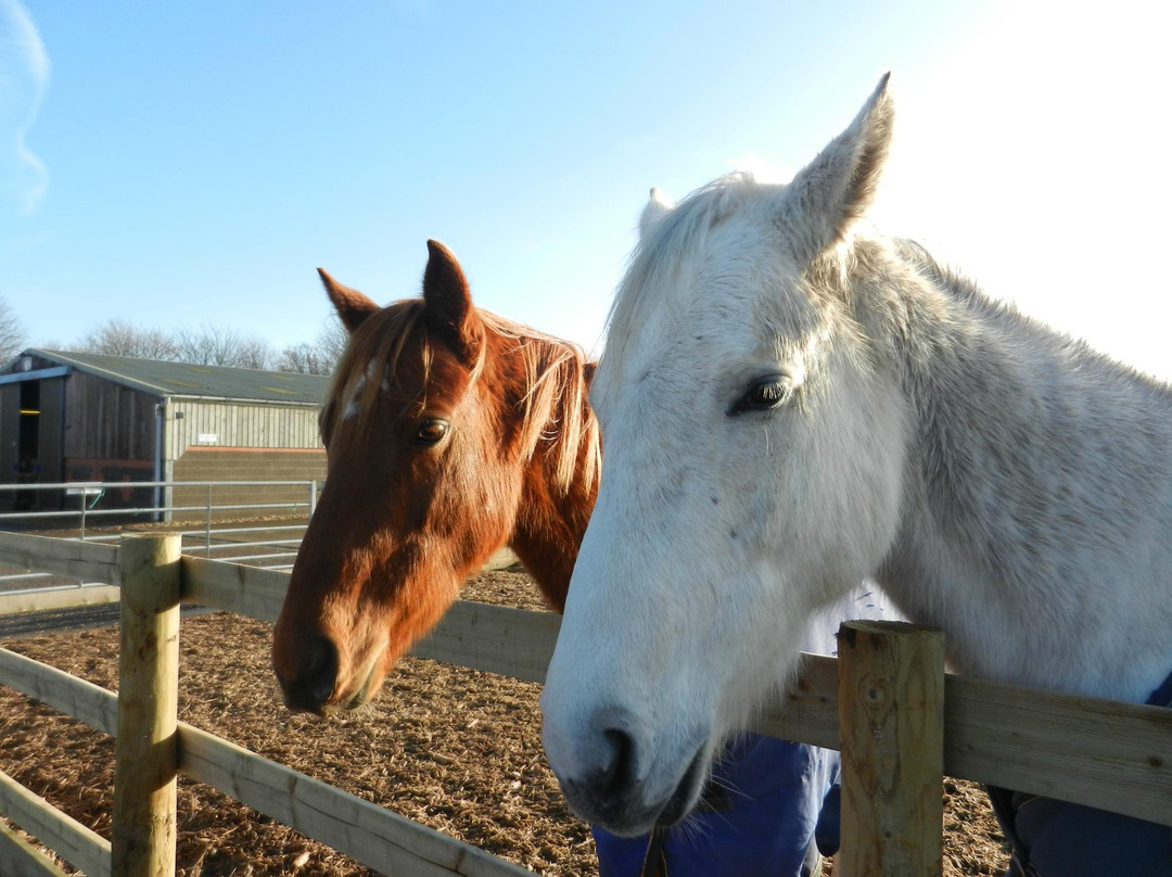 Bransby Horses-Bransby必去景点