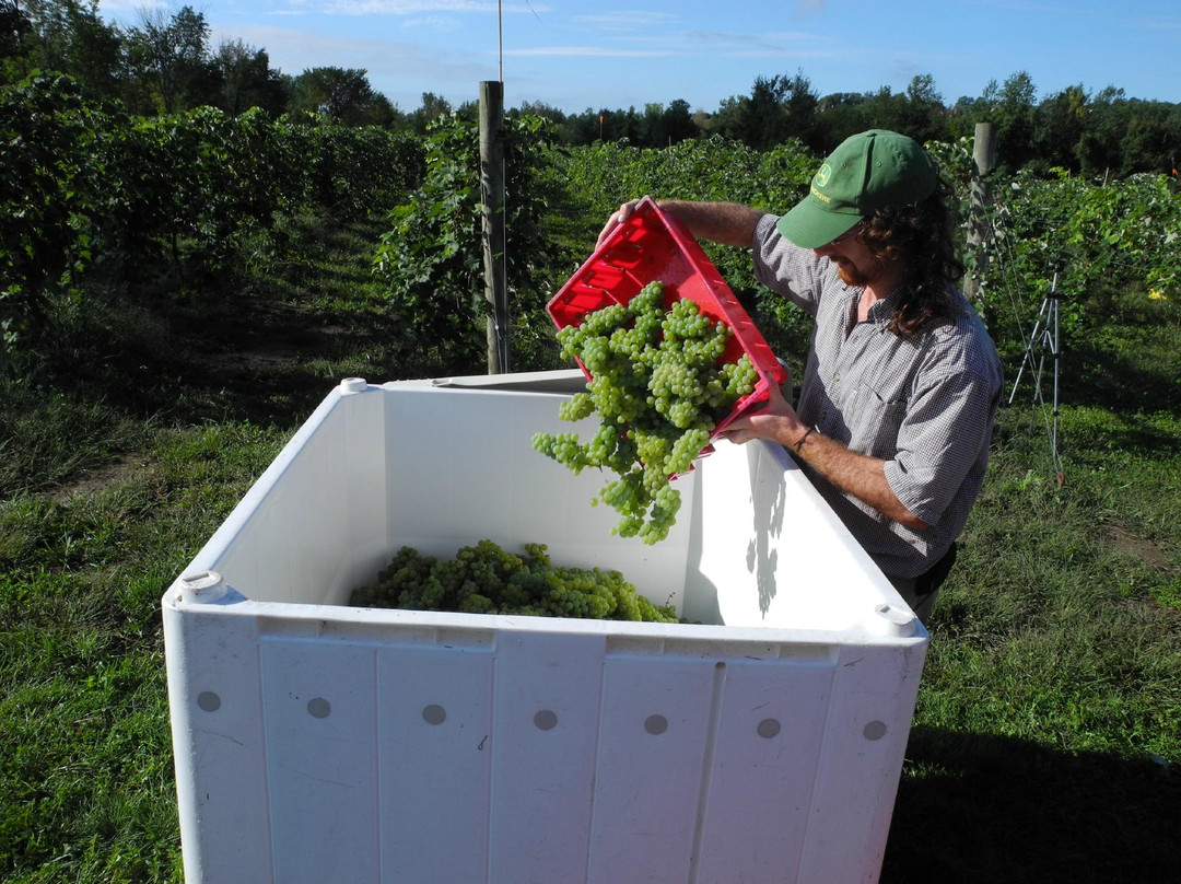 Shelburne Vineyard景点图片