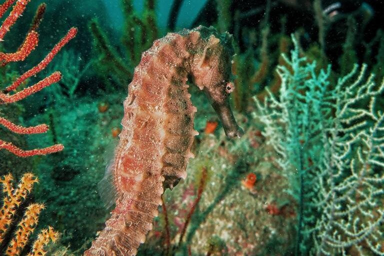 Goblin Diving Center-Khorfakkan必去景点