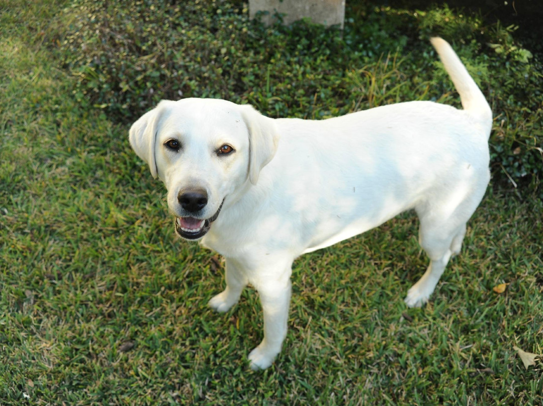 Cottage Plantation主图