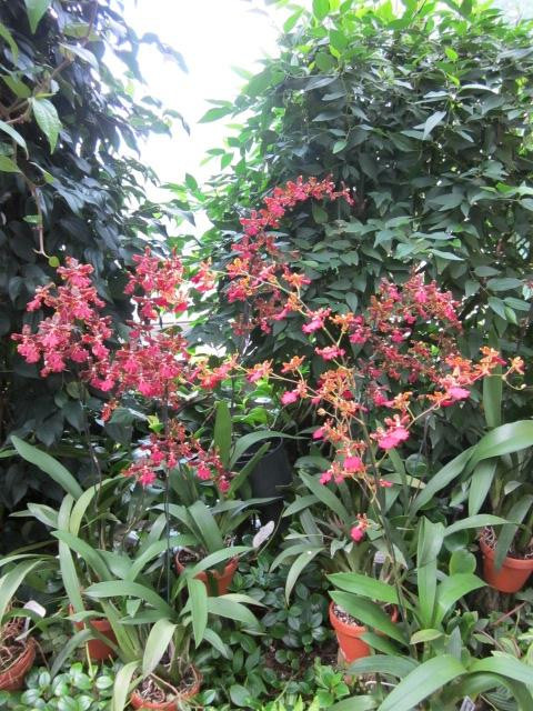 Berggarten-汉诺威必去景点