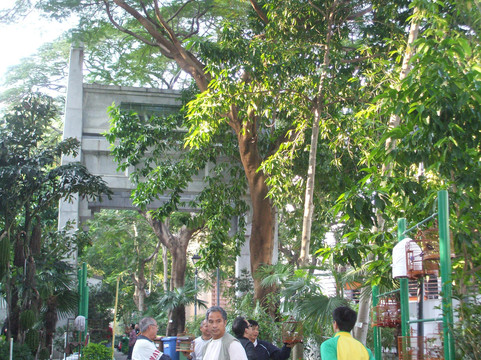 园圃街雀鸟公园-香港必去景点