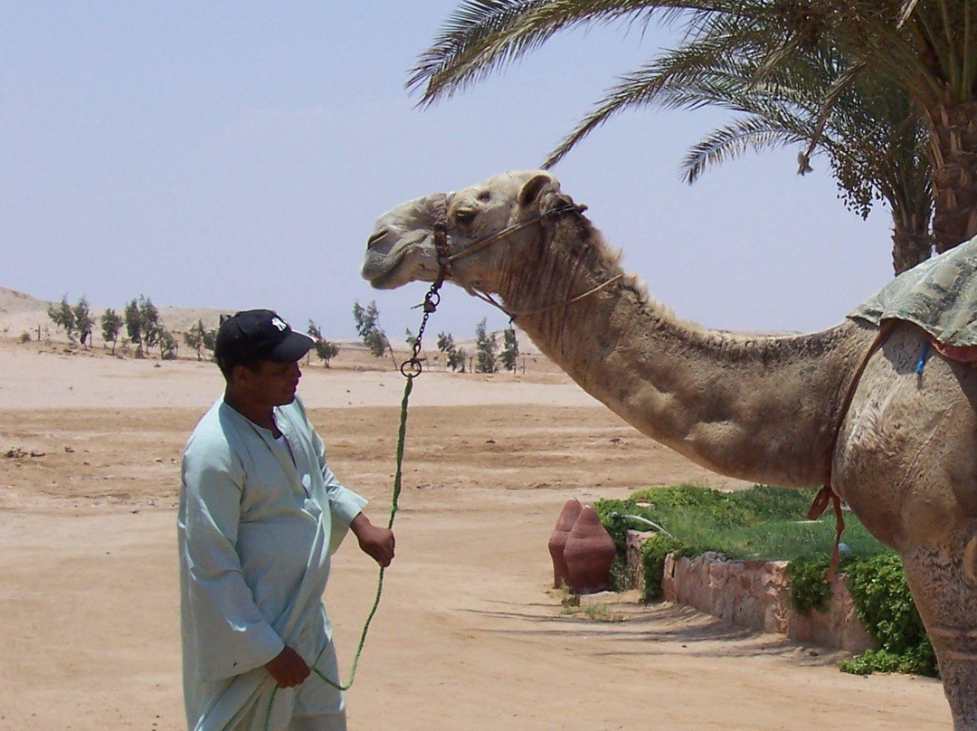 Sharm El Naga-Safaga必去景点