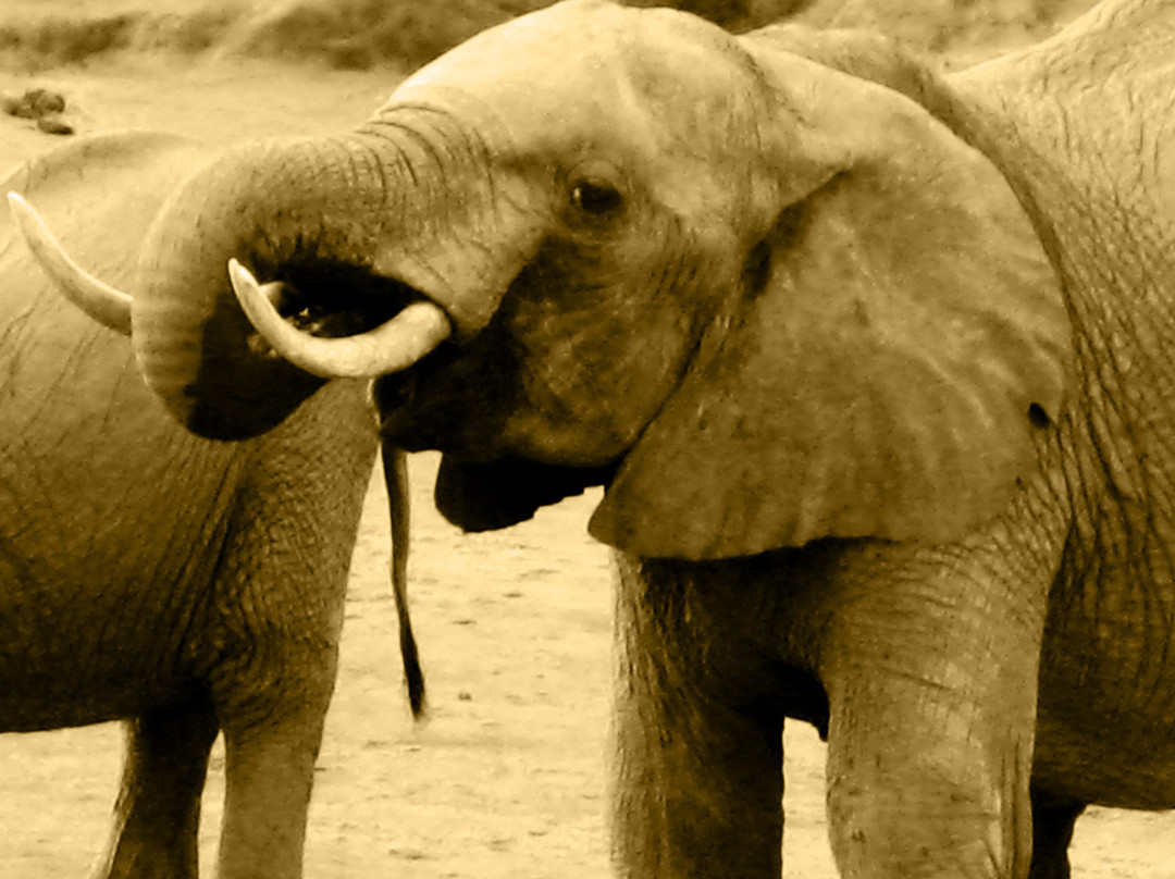 Freezone Safari-马林地必去景点