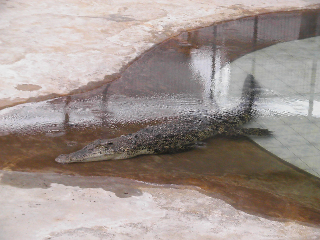 斗亚兰鳄鱼养殖场-斗亚兰必去景点