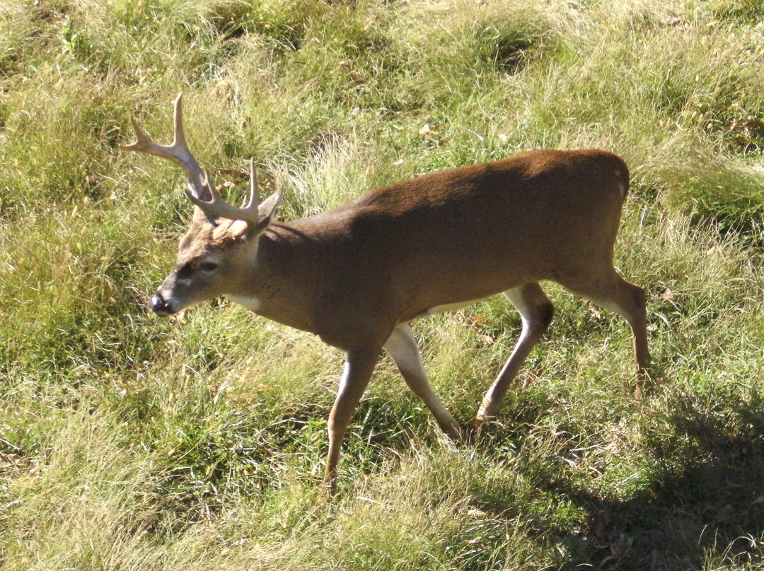 Salato Wildlife Education Center-法兰克福必去景点