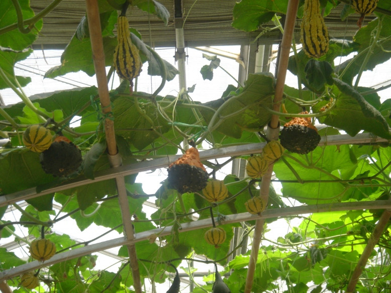 寿光高科技蔬菜示范园-寿光市必去景点