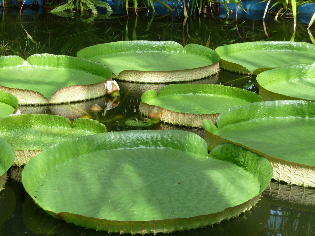 Grădina Botanică "Alexandru Borza"景点图片