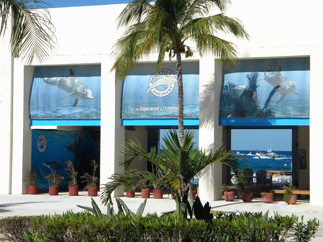 Dolphin Discovery Cozumel景点图片