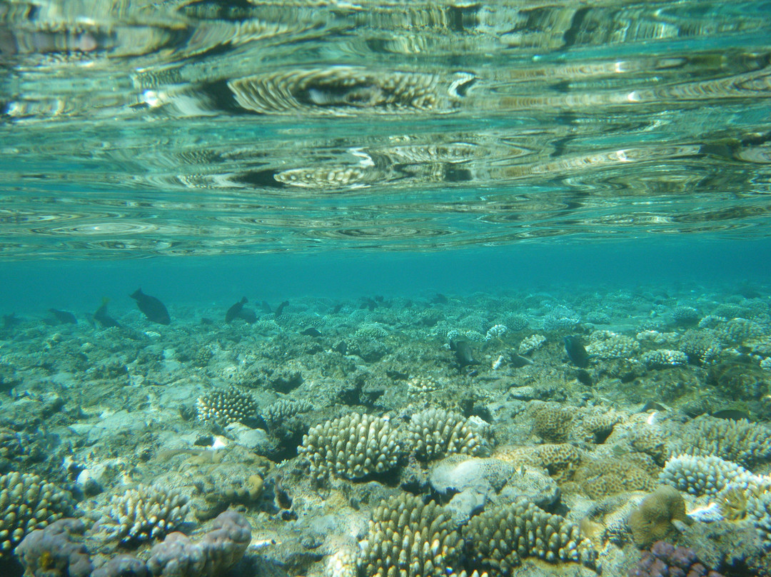 Sinai Dive Club-沙姆沙伊赫必去景点