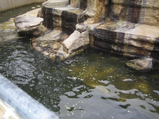 Zoo de La Palmyre景点图片