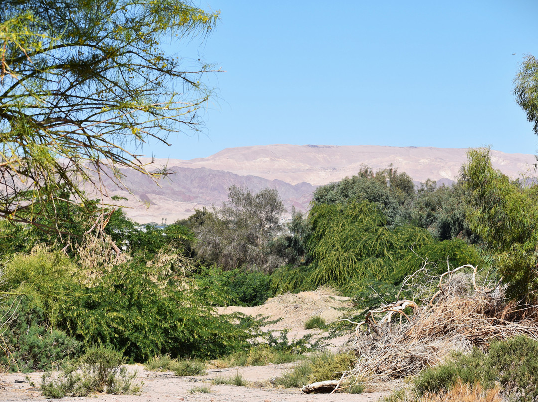 Aqaba Bird Observatory景点图片