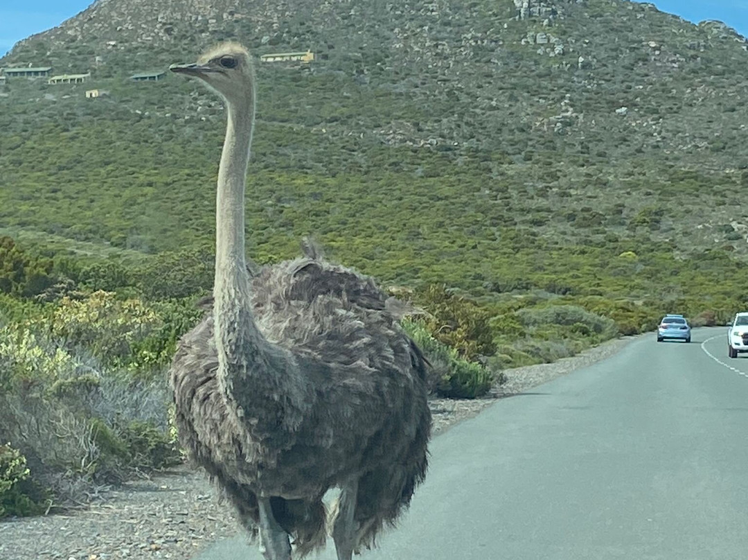 Kingdom Tours & Transfers Day Tours-开普敦中心区必去景点