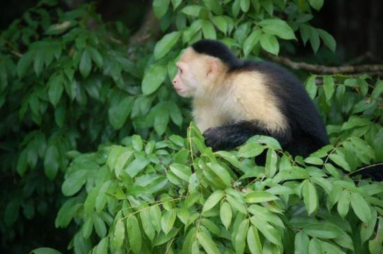 Monkey Island景点图片