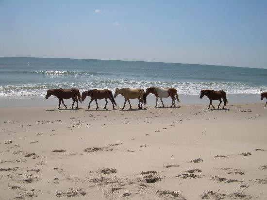 Assateague Island National Seashore-Assateague Island必去景点