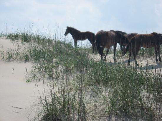 野马冒险之旅-卡罗拉必去景点