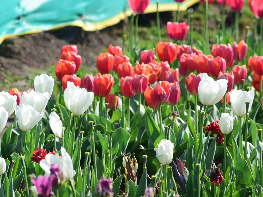 Tulip Garden At Sanasar景点图片