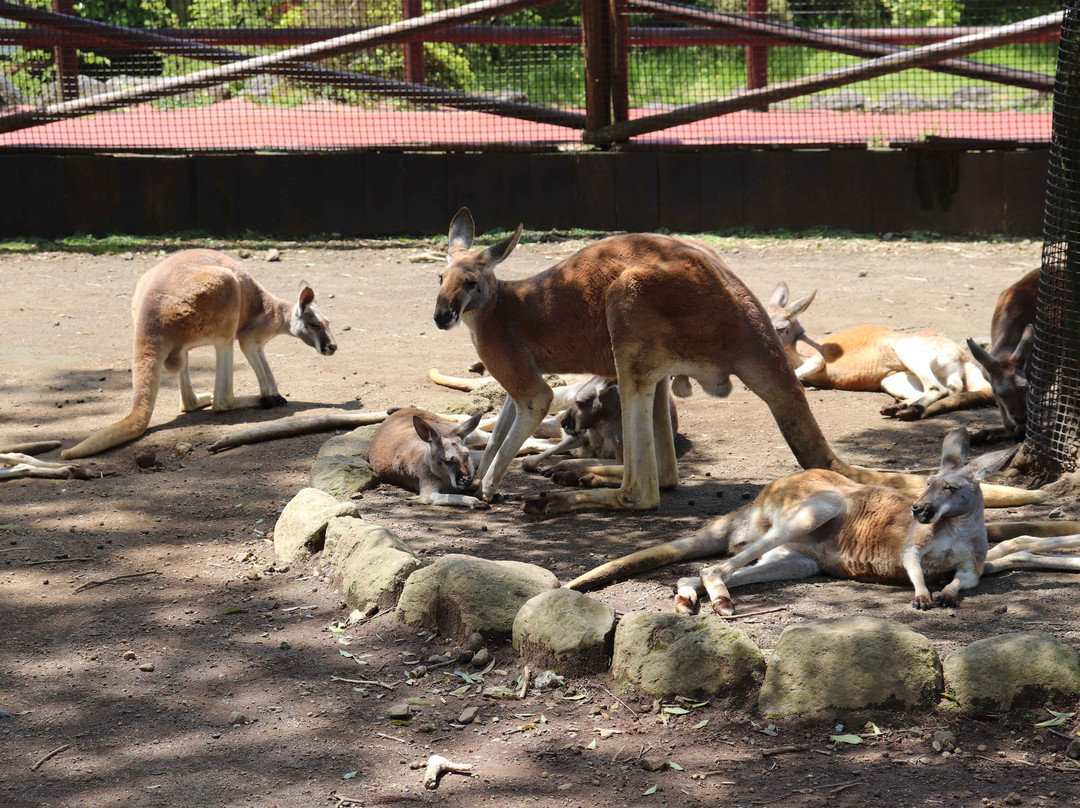 Fuji Safari Park-裾野市必去景点