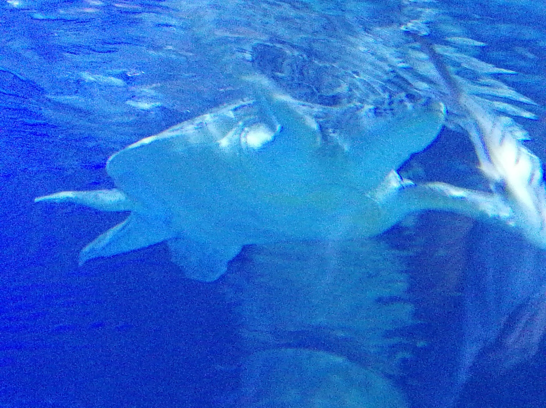 SEA LIFE Hannover-汉诺威必去景点