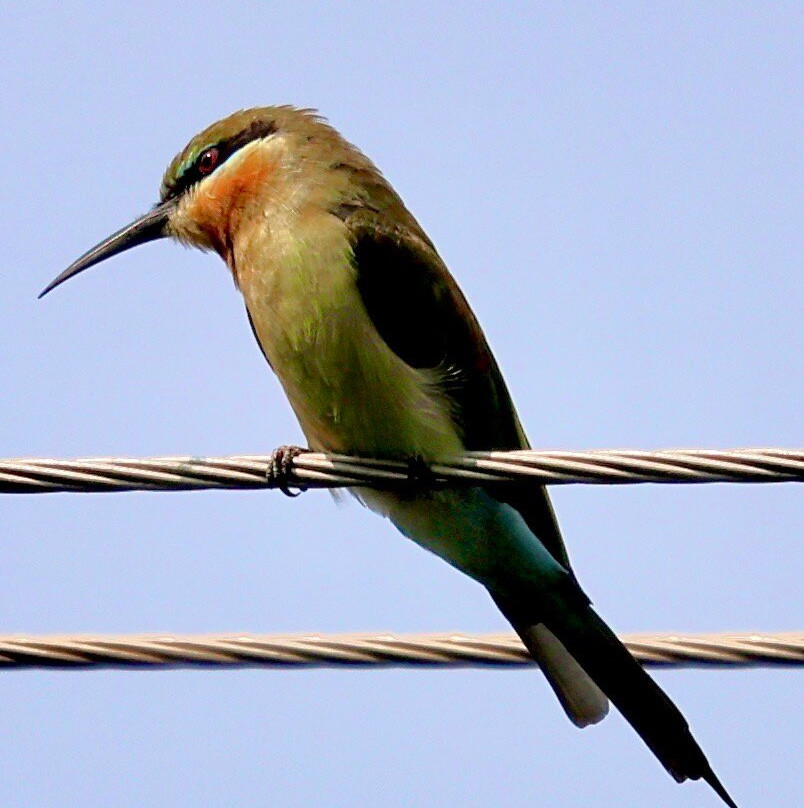 Blue Jelly Marina主图