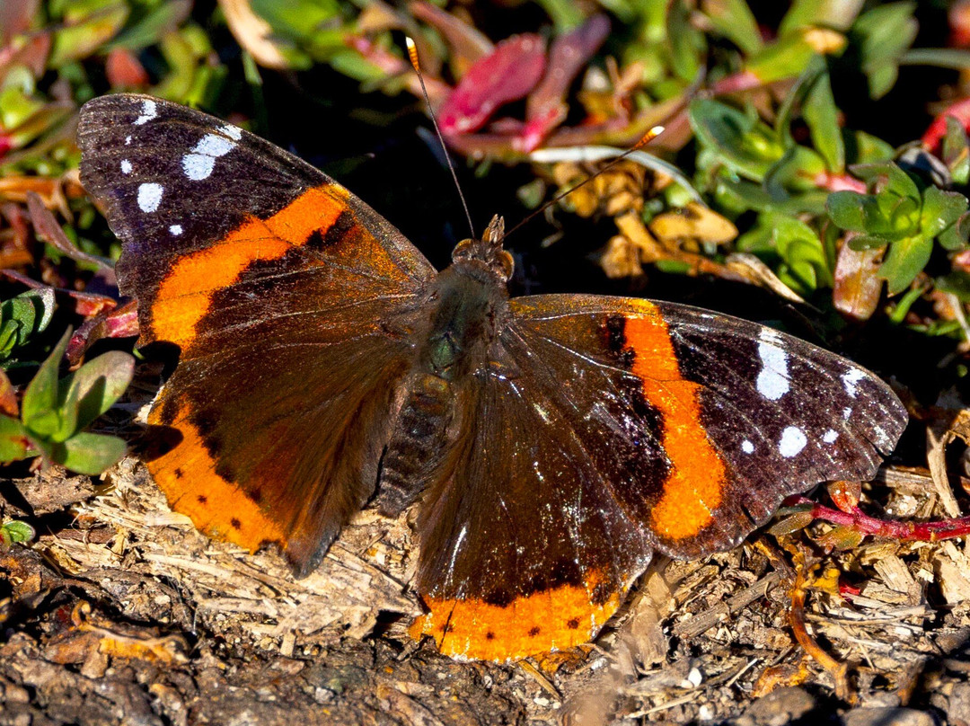 Frank G. Bonelli Regional Park-圣迪马斯必去景点