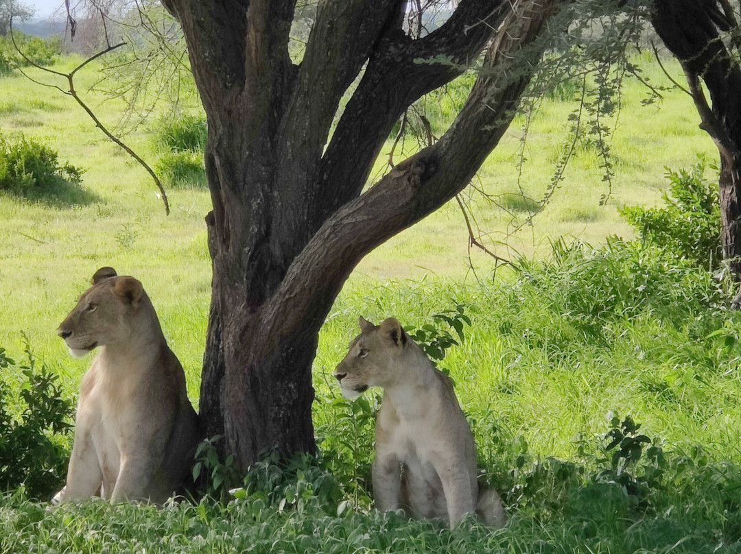 Livingstone's Africa景点图片