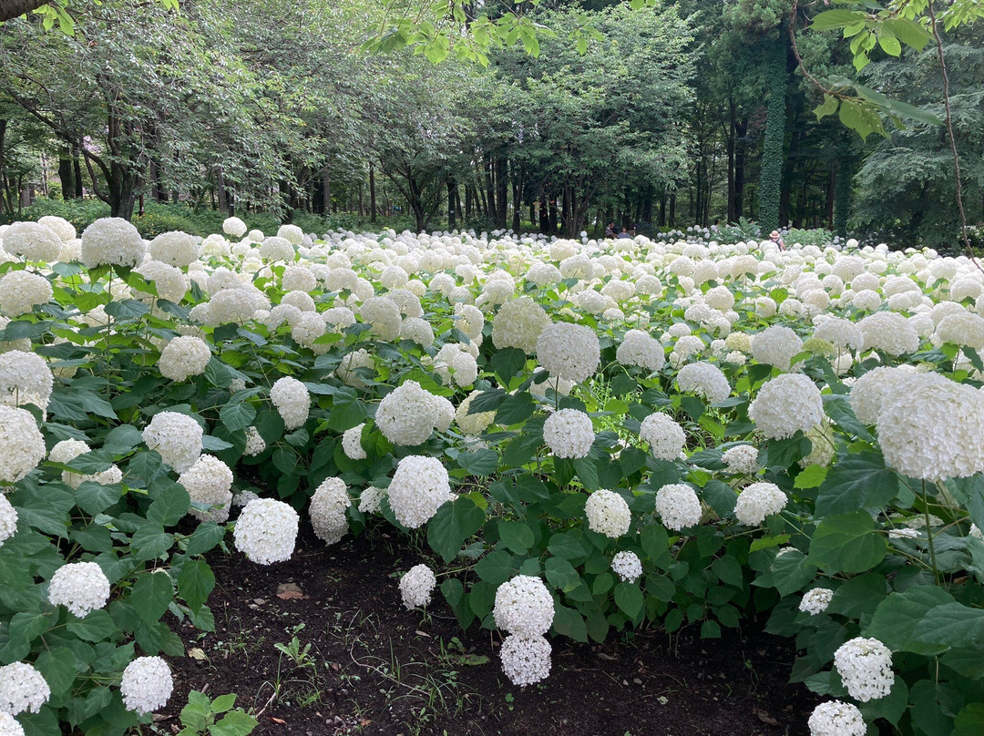 Sagamihara Kita Park-相模原市必去景点