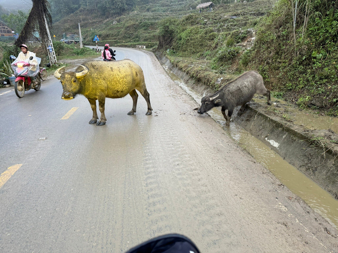 SAIGONESE TREKKING HOUSE景点图片