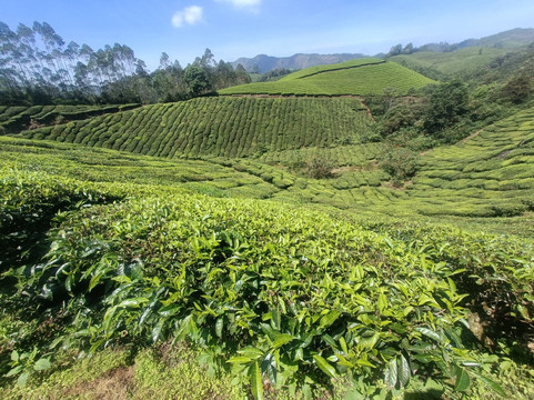 Munnar Valley Trekking & Tours-慕那尔必去景点