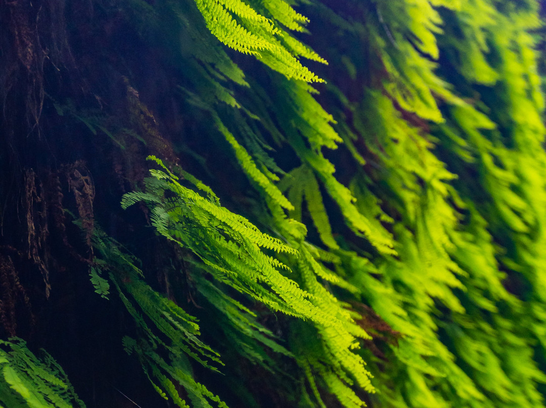 Fern Canyon景点图片