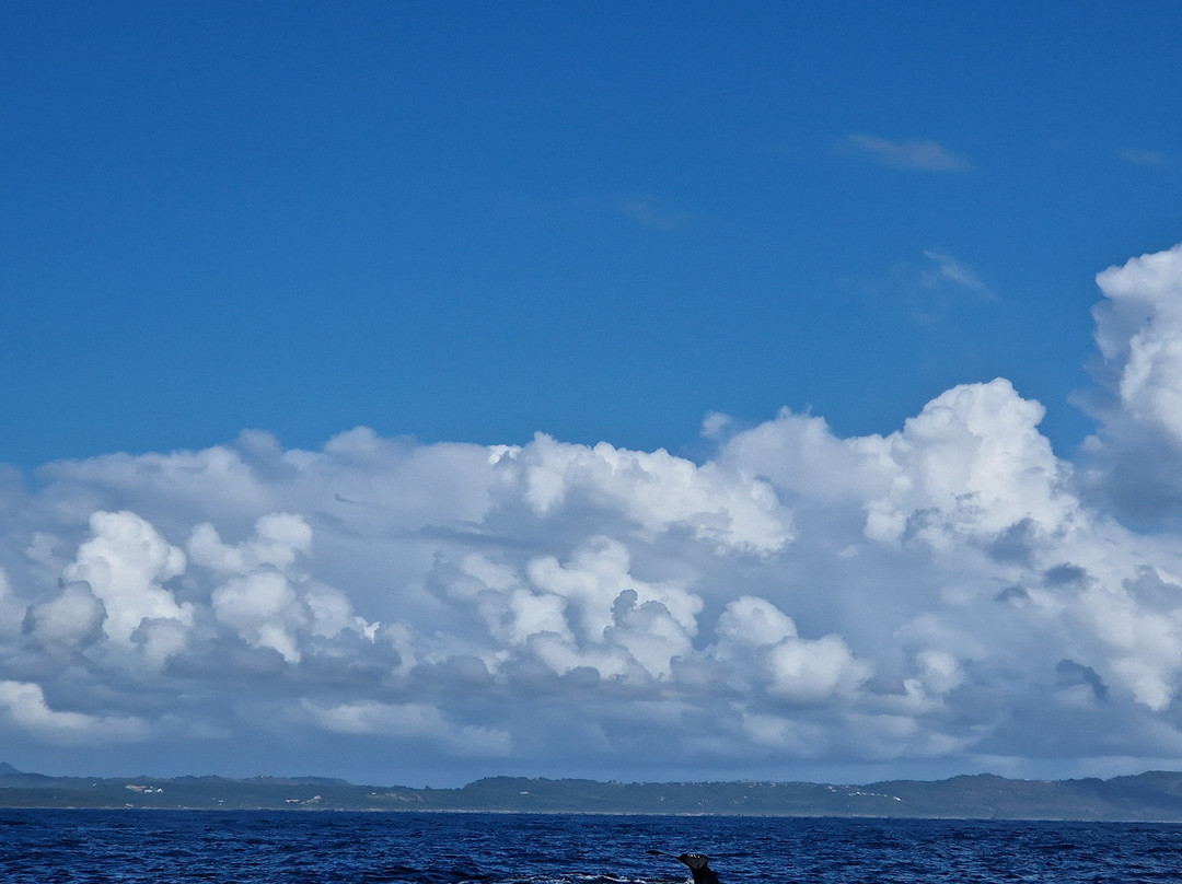 Whale Samaná With Kim-Santa Barbara de Samana必去景点
