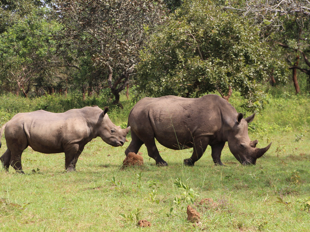 Gorilla Riddles-坎帕拉必去景点