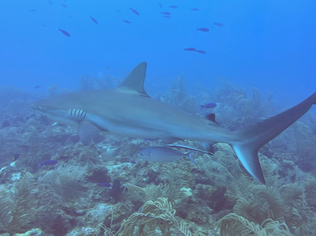 Entre Mares Dive Center景点图片