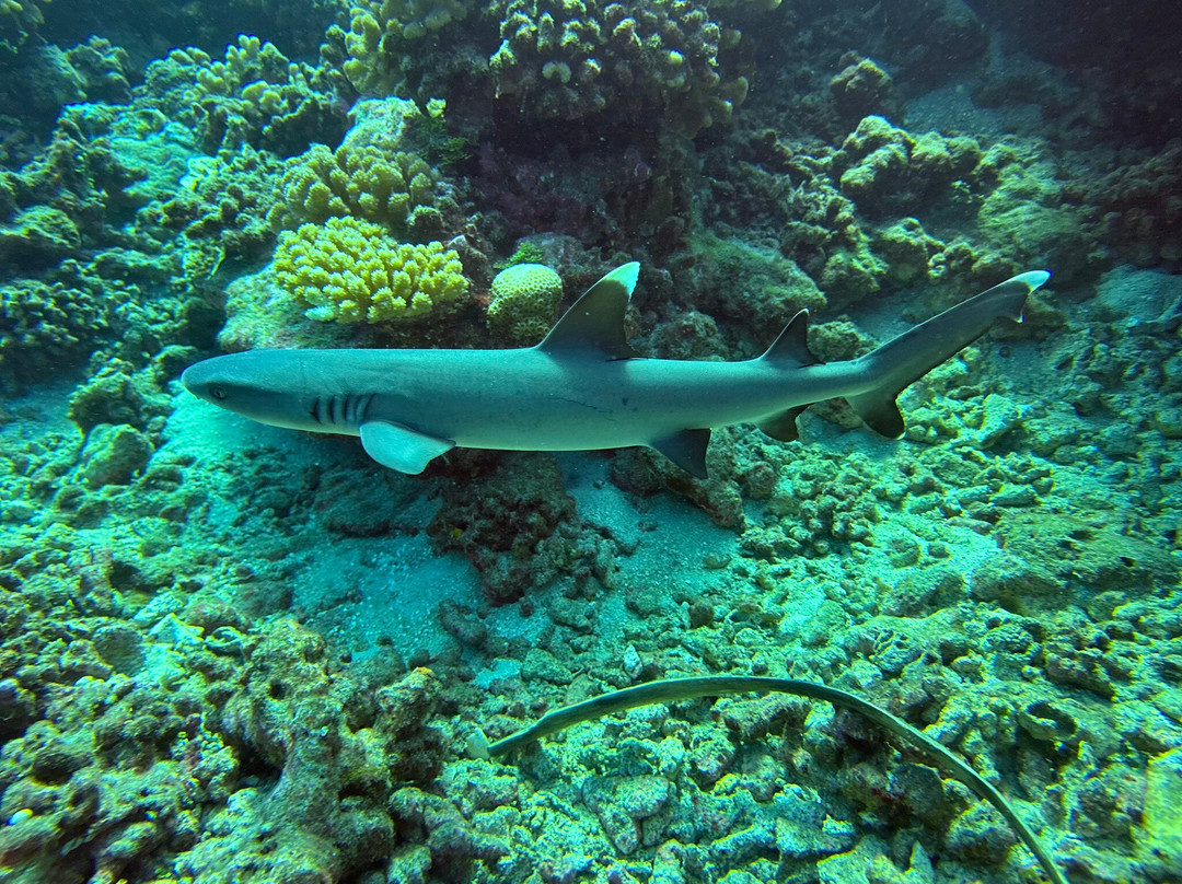 Fluid Tahiti Dive Center景点图片