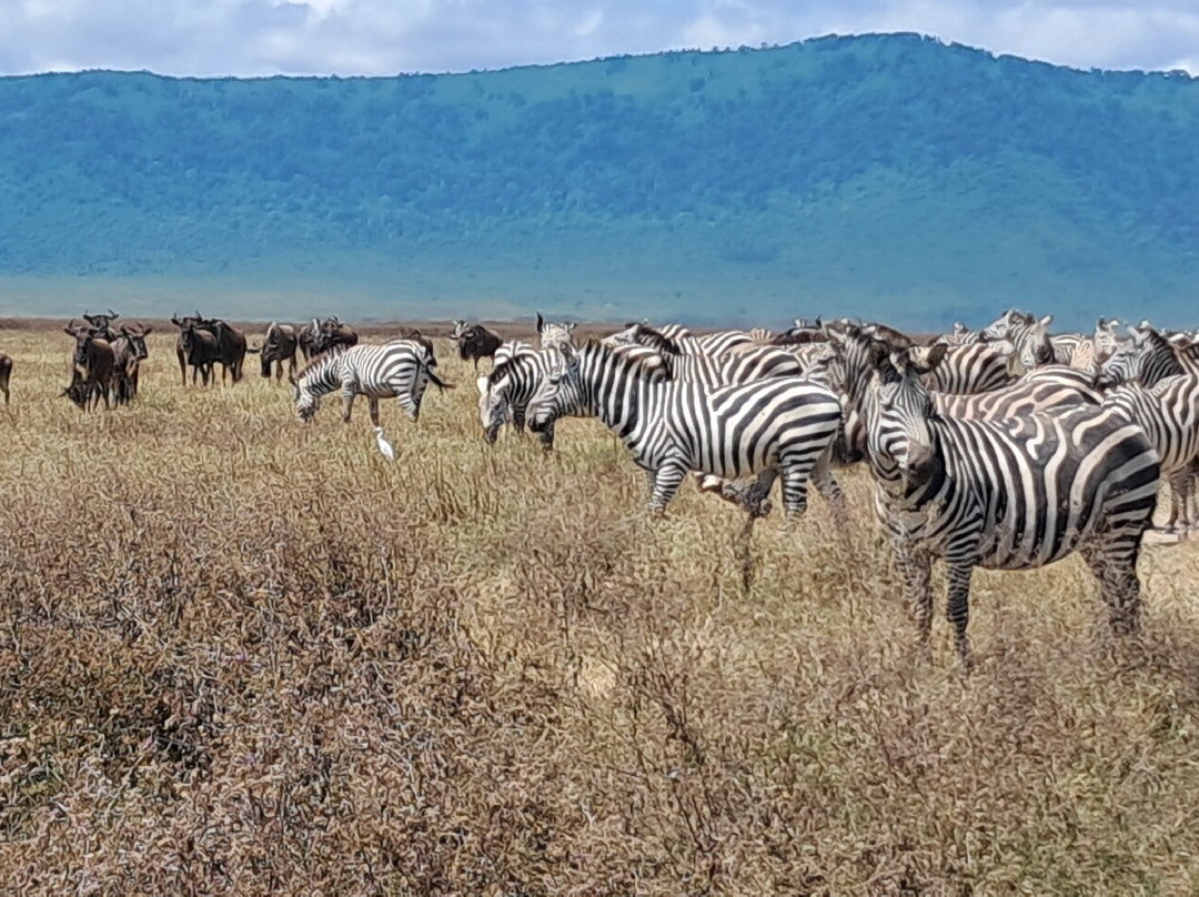 Serengeti and Ngorongoro crater-Ikoma必去景点