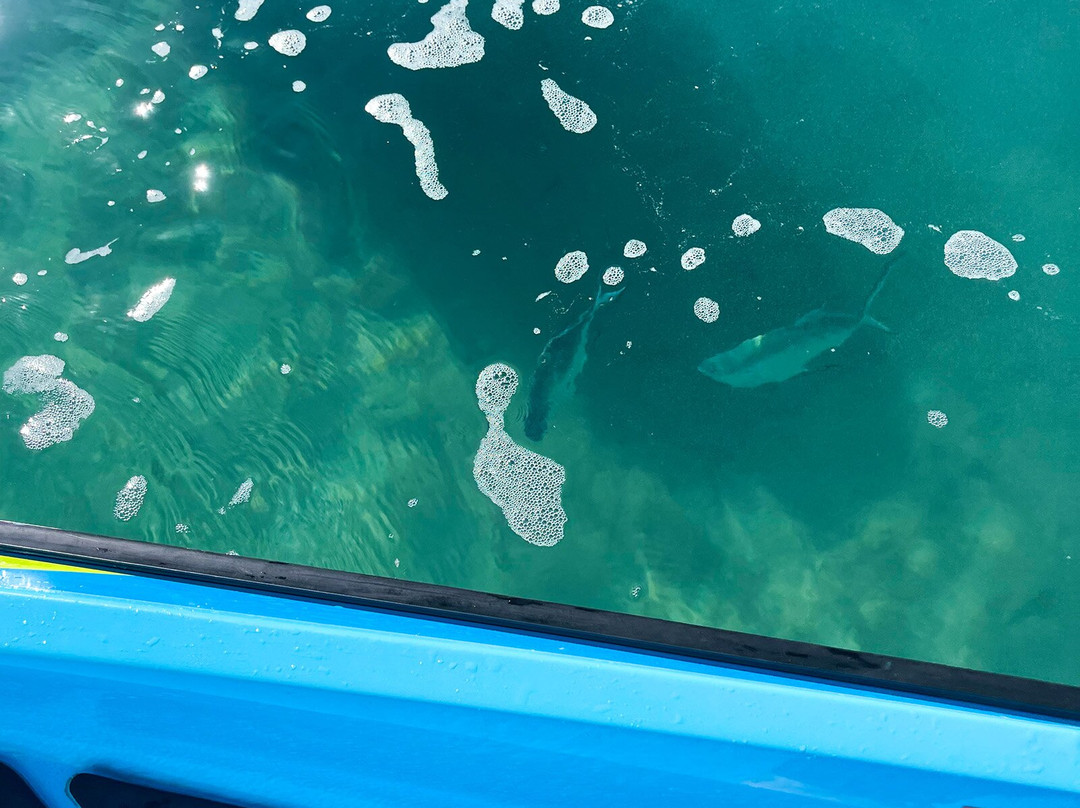 Magnetic Island Jet Skis-Horseshoe Bay必去景点