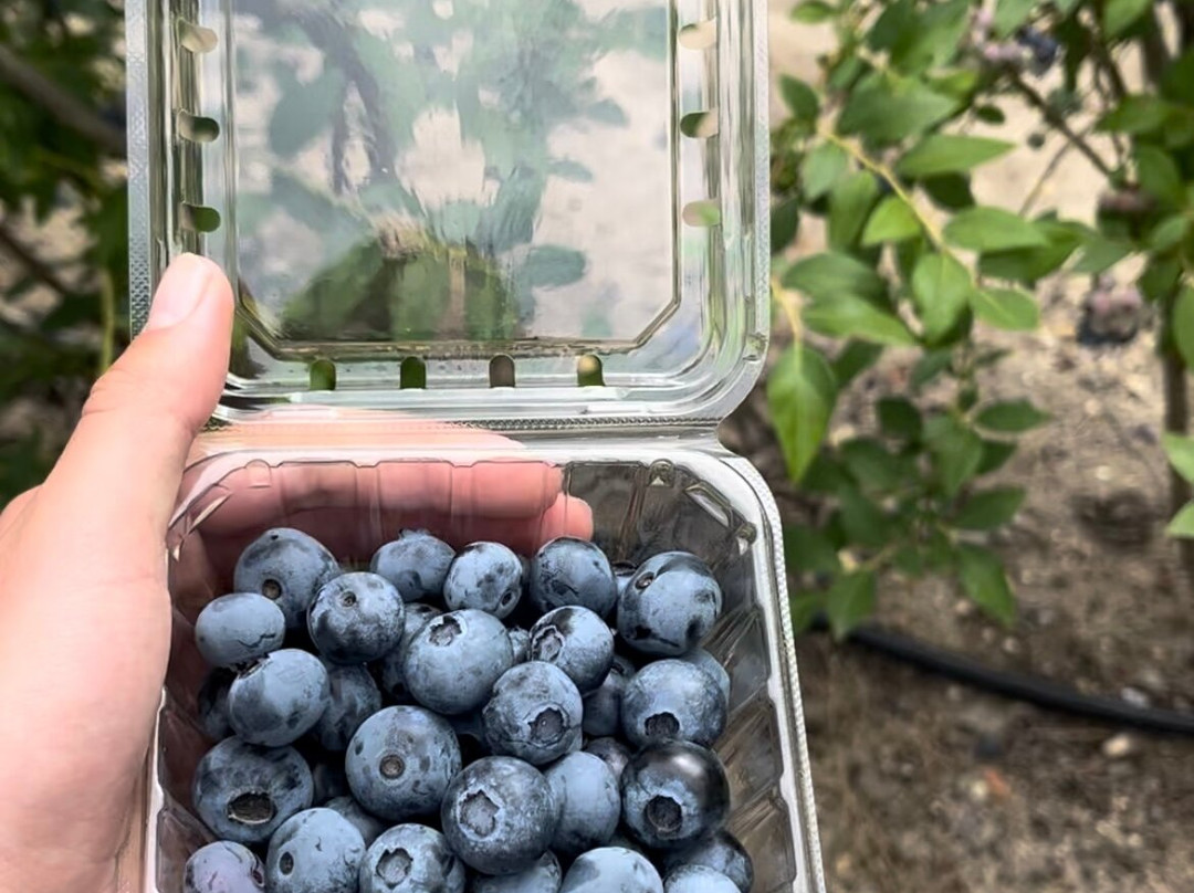 DiMeo Farm & Blueberry Plants Nursery景点图片