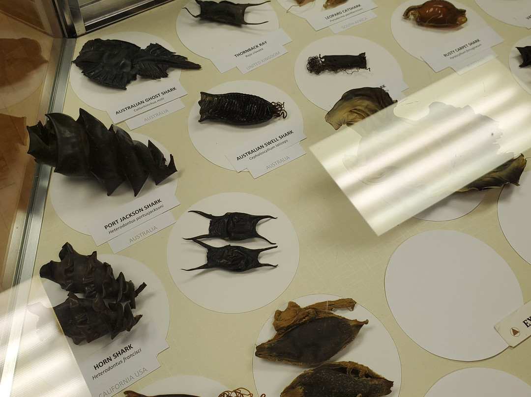 Living Sharks Museum & Research Center-韦斯特利必去景点