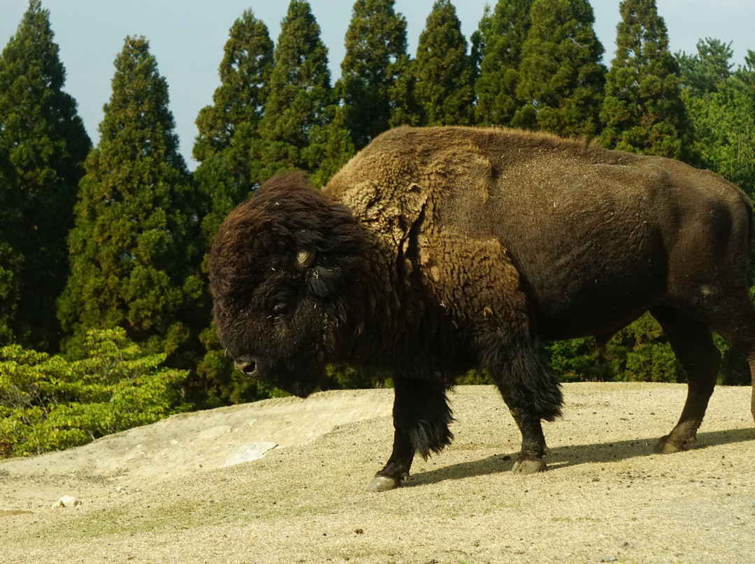 African Safari-宇佐市必去景点