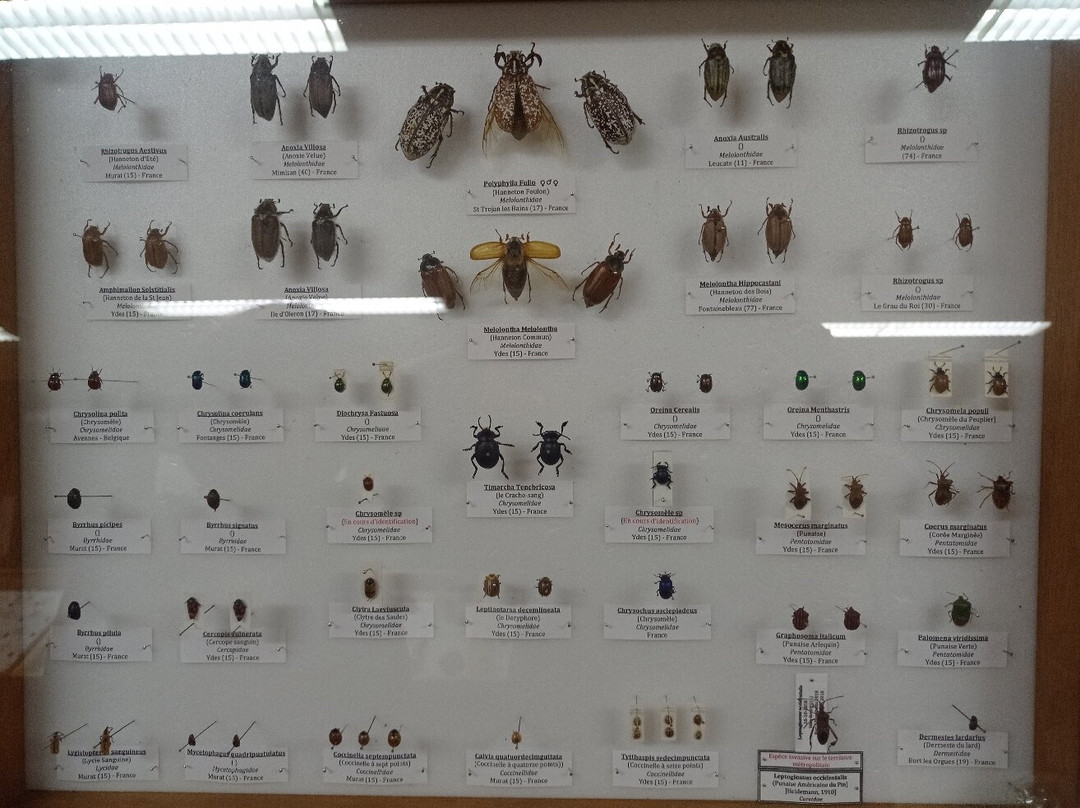 Exposition Papillons et Insectes du Monde景点图片