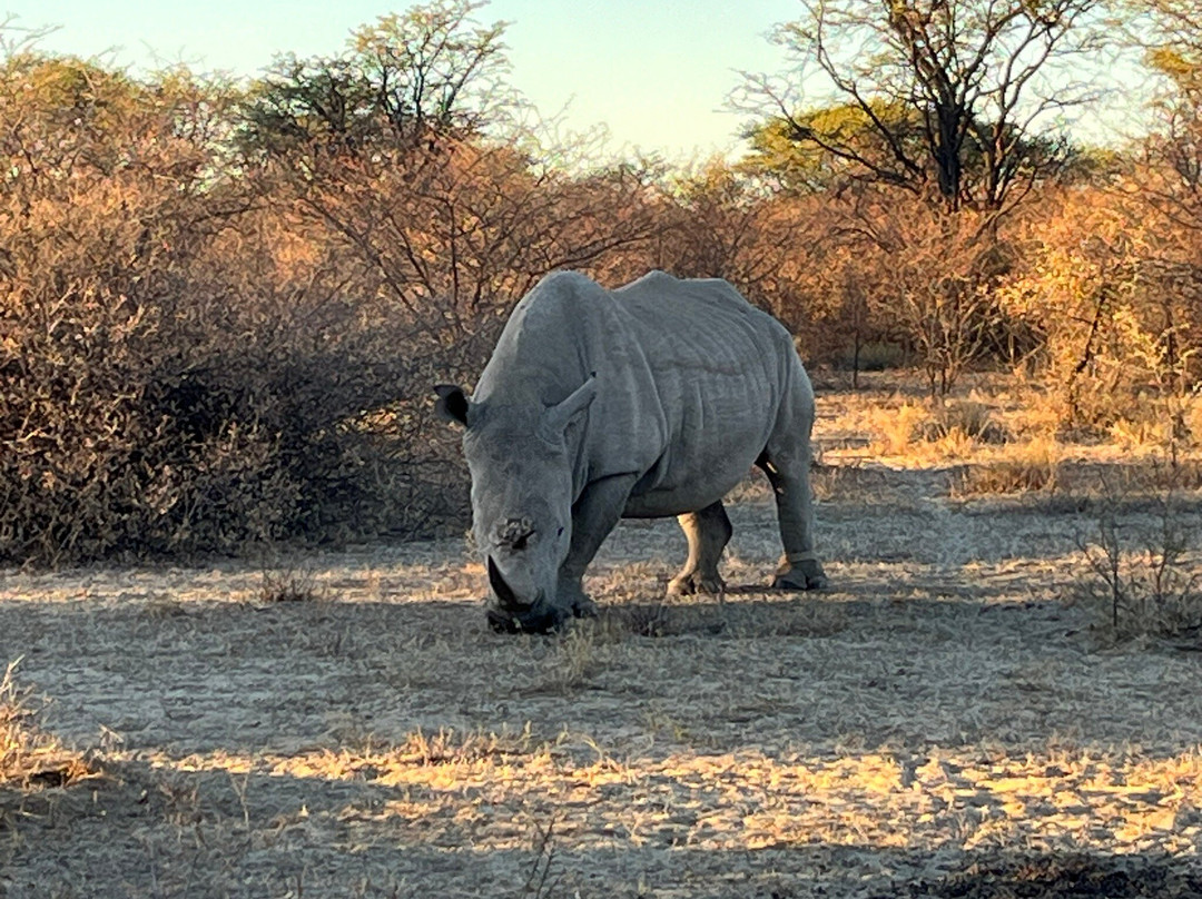 Khama Rhino Sanctuary景点图片