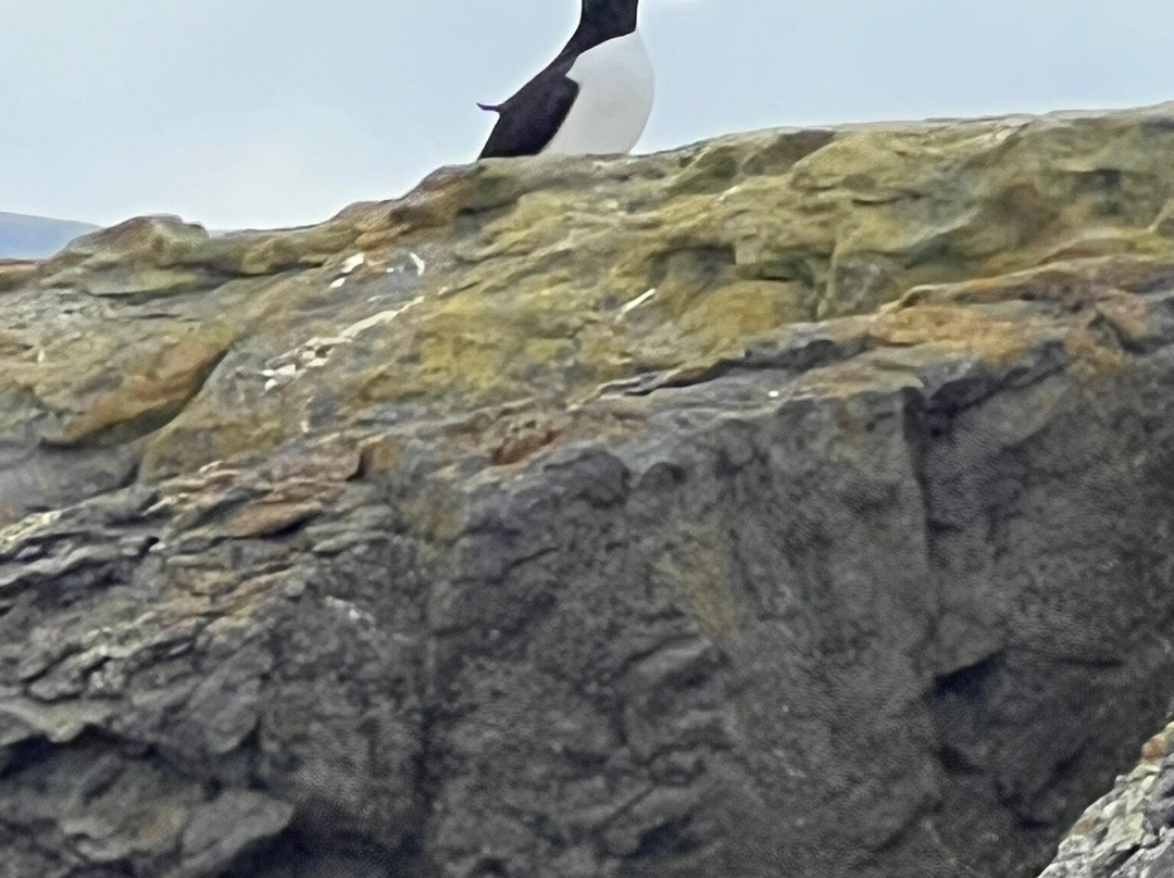 Vigur Island景点图片
