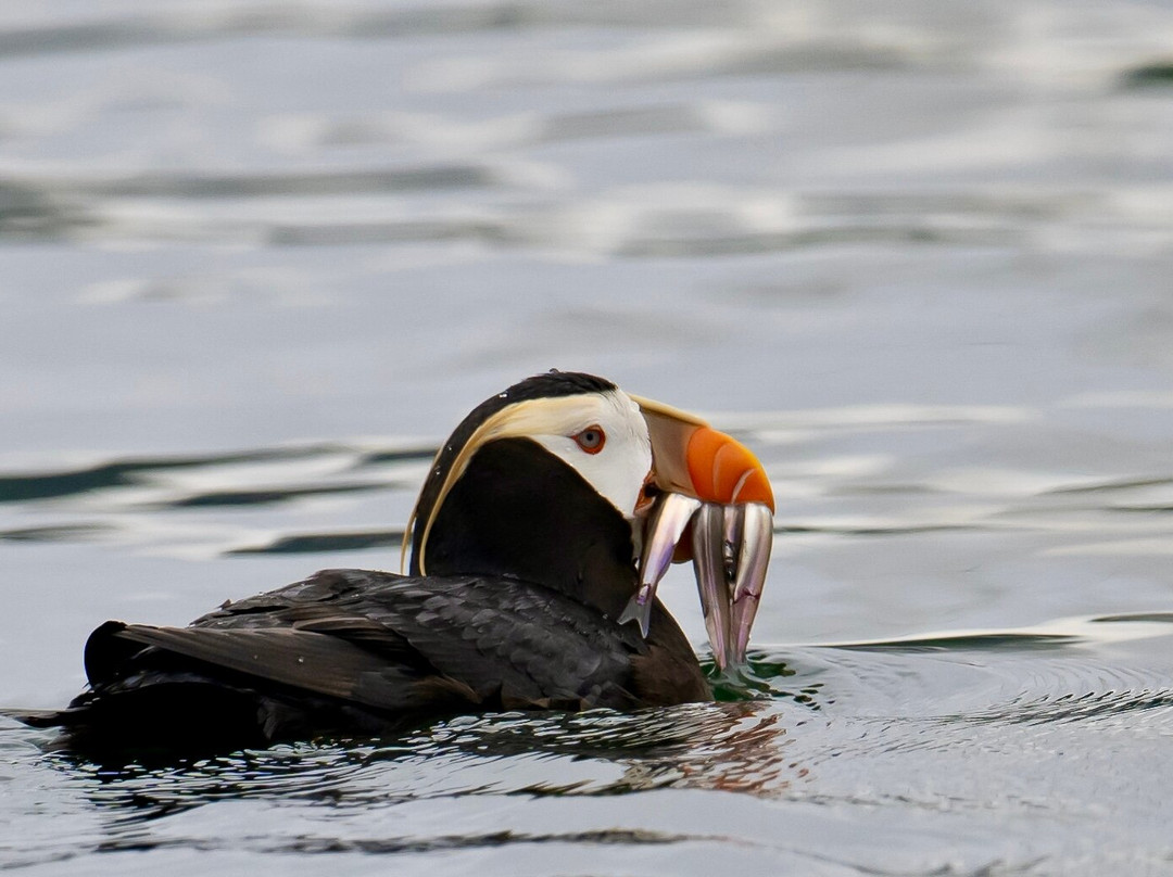 Kodiak Boat Tours-Kodiak必去景点
