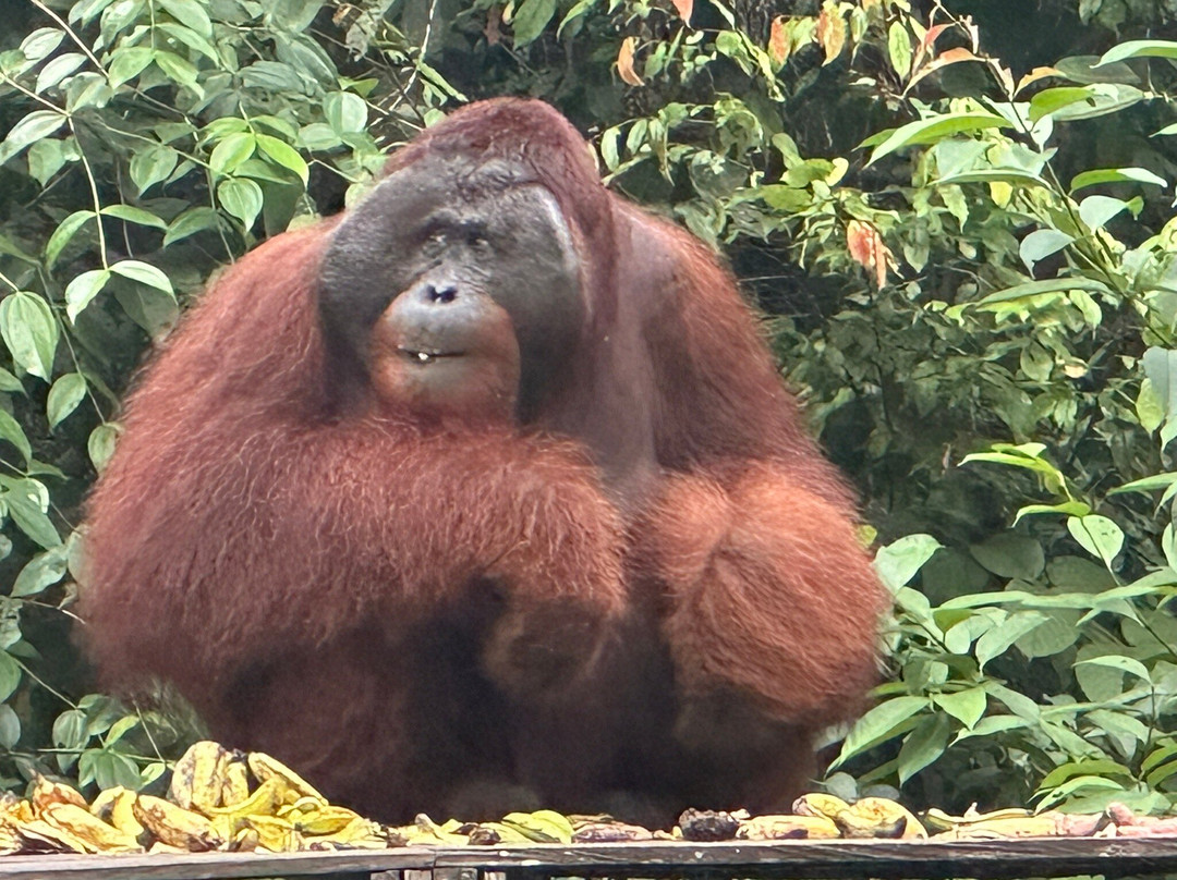 Tanjung Puting National Park