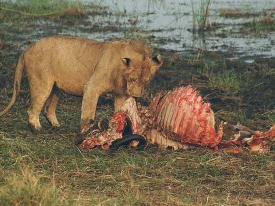 Primates Adventure-DMC-Ruhengeri必去景点