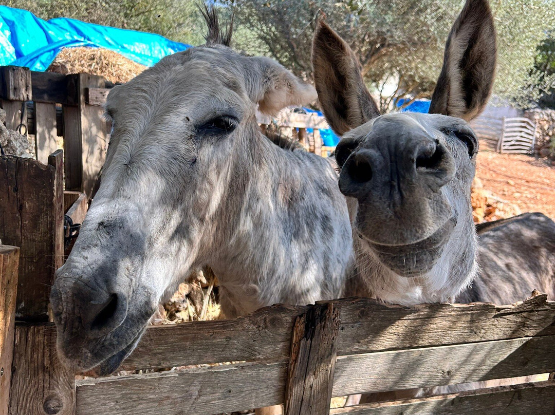 Menorca Donkey Rescue-阿拉约尔必去景点