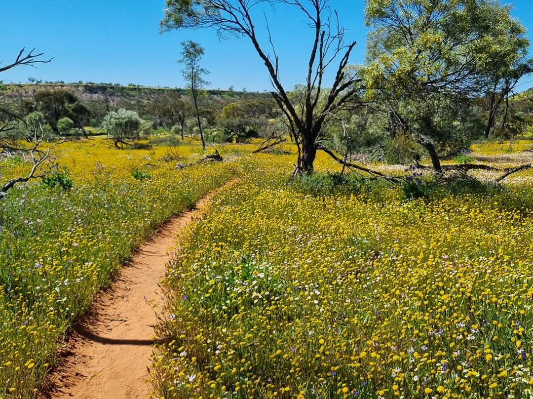 Coalseam Conservation Park-Mingenew必去景点