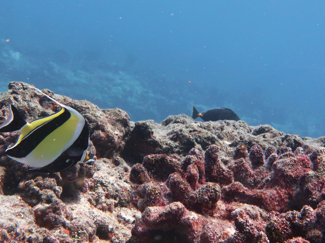 Raie Manta Diving Tikehau-Tuherahera必去景点