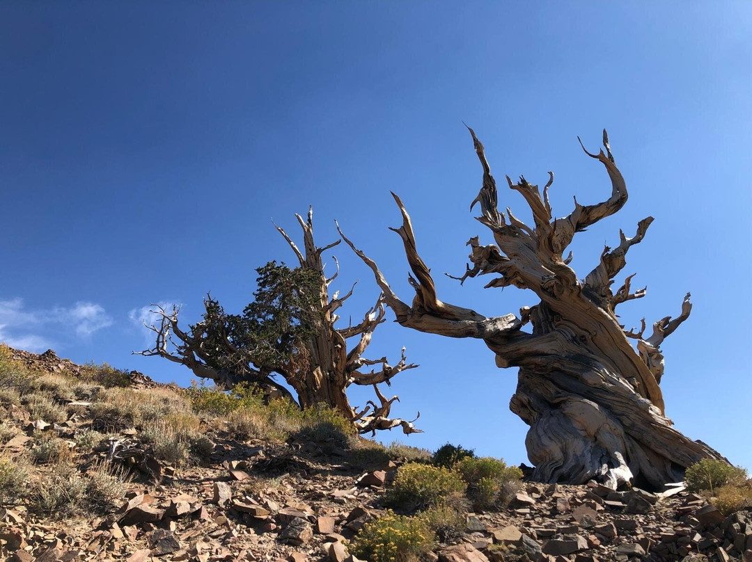 狐尾松古森林-毕晓普必去景点