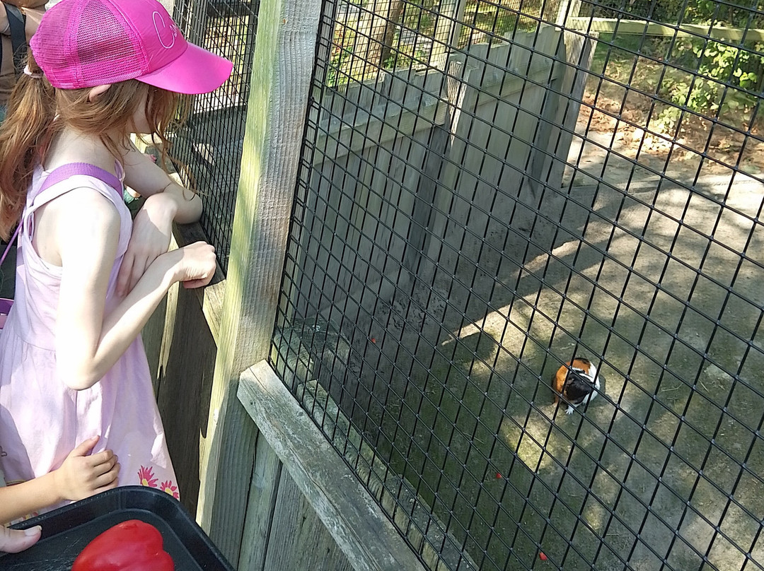 Eindhoven Zoo (voorheen Dierenrijk)景点图片